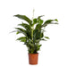 Vit Spathiphyllum