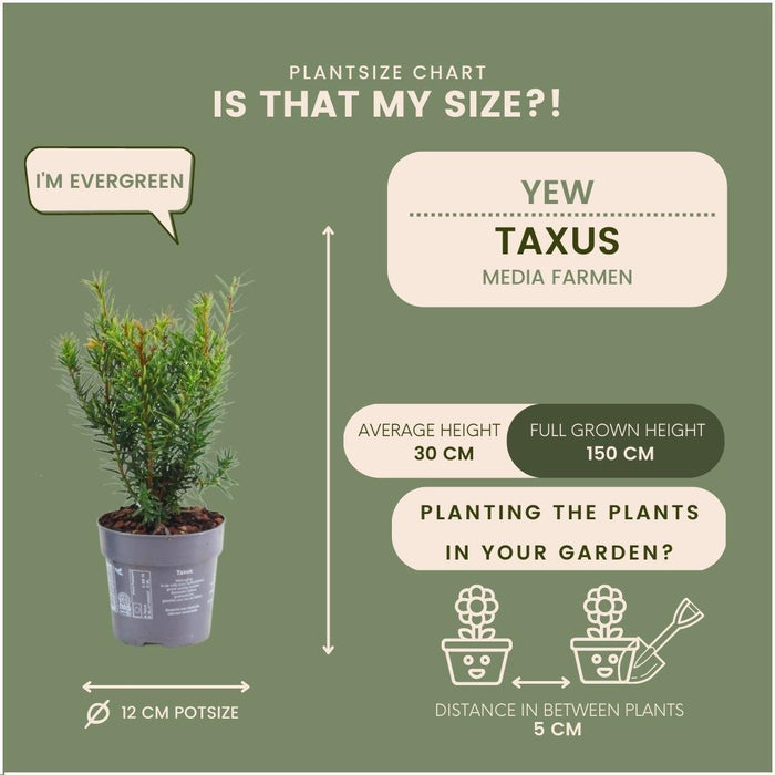 Taxus Media Farmen - Set Om 6