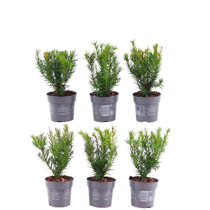 Taxus Media Farmen - Set Om 6