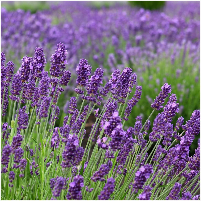 Lavendel Trio Angustifolia Felice® Och Deras Kruka