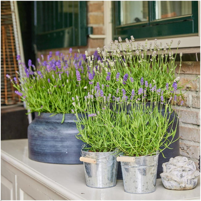 Lavendel Trio Angustifolia Felice® Och Deras Kruka