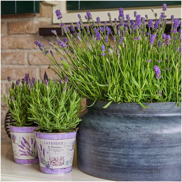 Lavendel Trio Angustifolia Felice® Och Deras Kruka