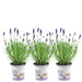 Lavendel Trio Angustifolia Felice® Och Deras Kruka