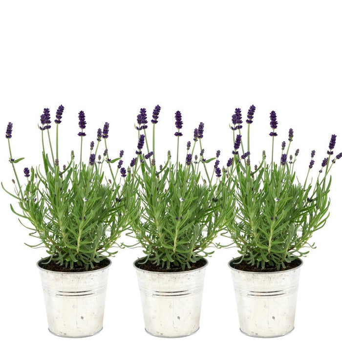 Lavendel Trio Angustifolia Felice® Och Deras Kruka