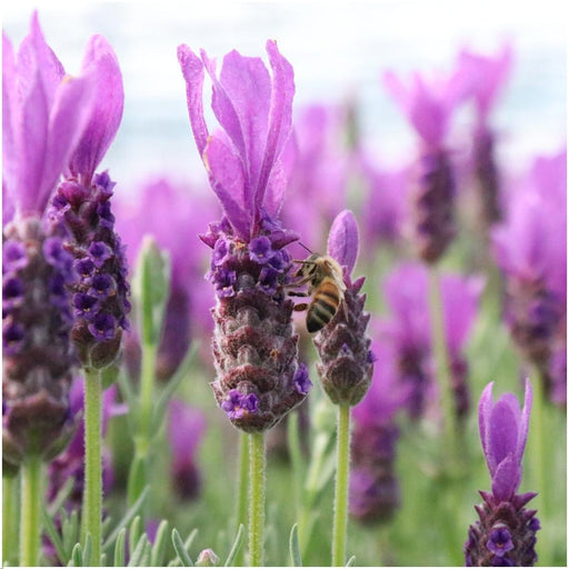 Anouk Lavender Trio Och Deras Kruka