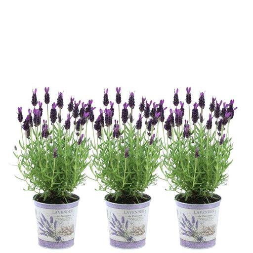 Anouk Lavender Trio Och Deras Kruka