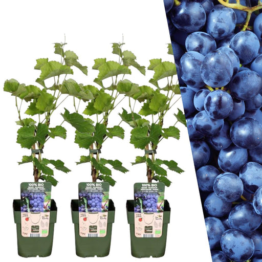 Organic Grape Vine X 3