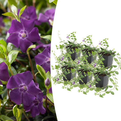 Vinca Minor 'Atropurpurea' - Set Om 6