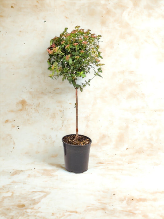 Viburnum In Pot D21Cm H100Cm