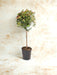 Viburnum In Pot D21Cm H100Cm