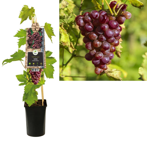 Vitis 'Heike' +3,0 Etikett - Ø17Cm - ↕75Cm