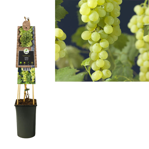 Vitis 'Himrod' +3.0 Etikett - Ø17Cm - ↕75Cm