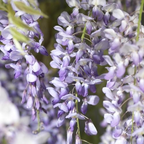 Wisteria Sinensis "Från Seed"