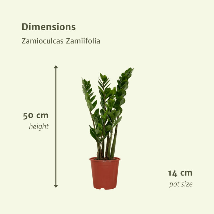 Zamioculcas Zamiifolia - Set Om 2