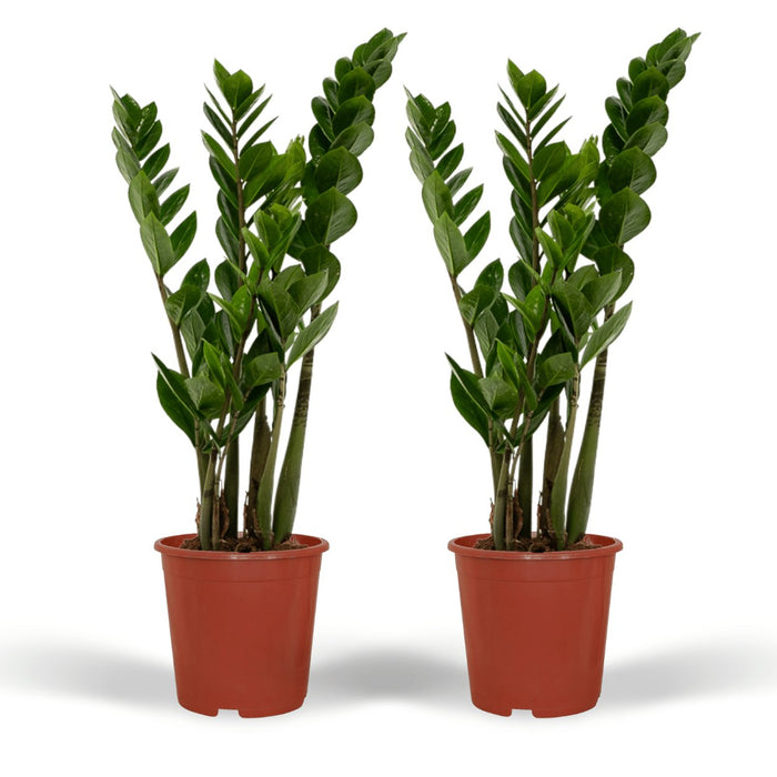 Zamioculcas Zamiifolia - Set Om 2