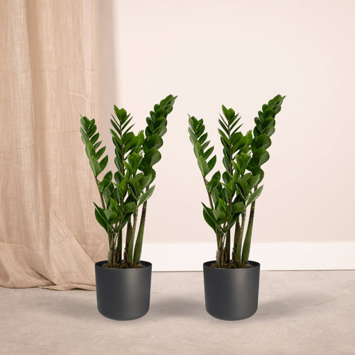 Zamioculcas Zamiifolia - Set Om 2