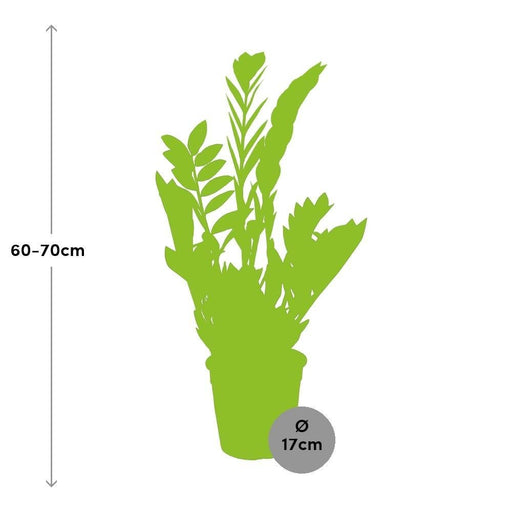 Zamioculcas Zamiifolia
