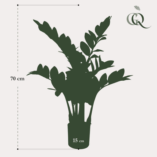 Zamioculcas Konstgjorda Växt - H70Cm, Ø12Cm